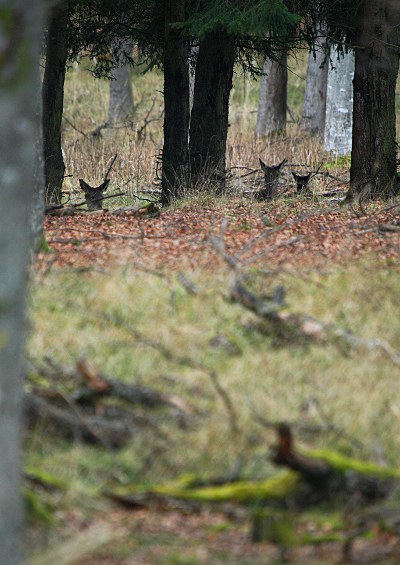 red deer hide in the forest