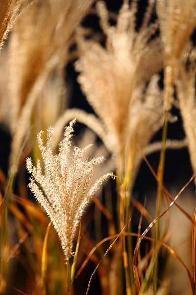 Zebragras im Herbst