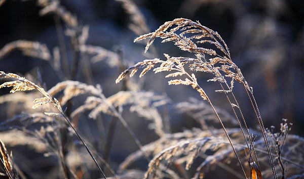 grasses with hoarfrost, backlight