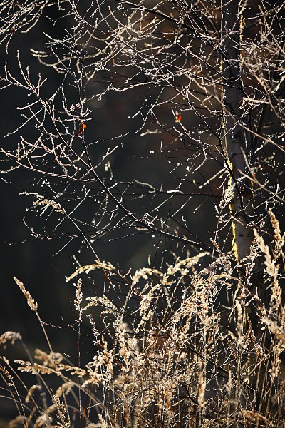 grasses and branches with hoarfrost in morning light