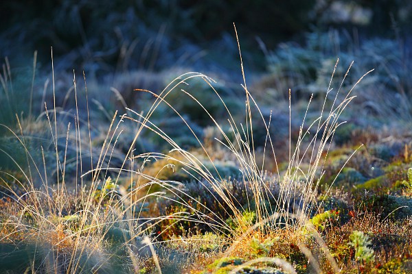 grasses with hoarfrost in backlight