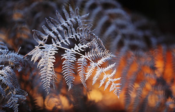 fern with hoarfrost - detail