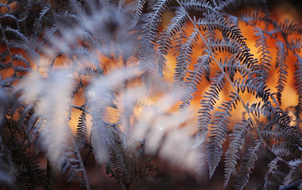 fern with hoarfrost - detail