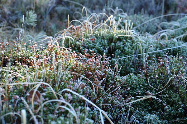 moss with hoarfrost