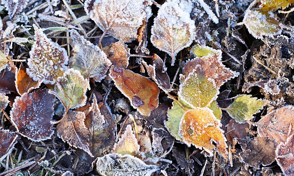 birch leaves with hoarfrost