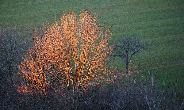 tree in evening sun