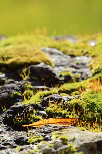 moss and a dry leaf on a stone