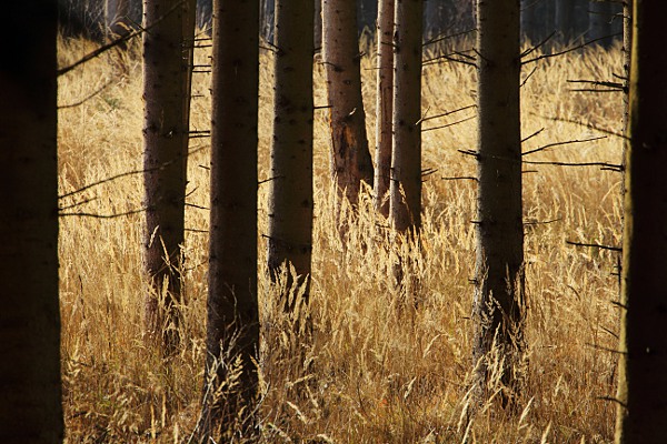 Trockene Grser im lichten Wald