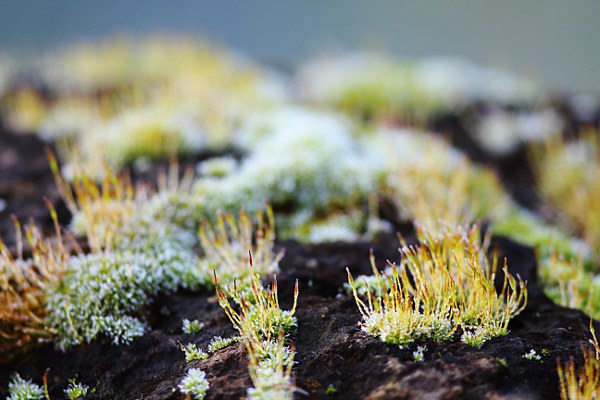 moss with frost