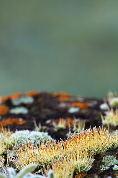 moss with frost