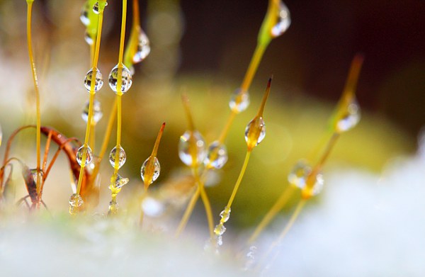 moss with drops