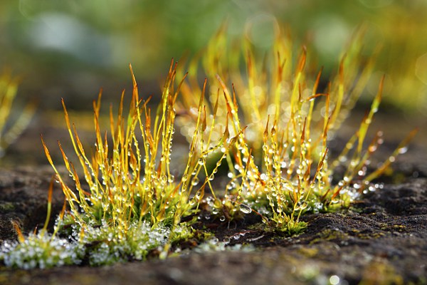 moss with water drops (molten frost) in backlight