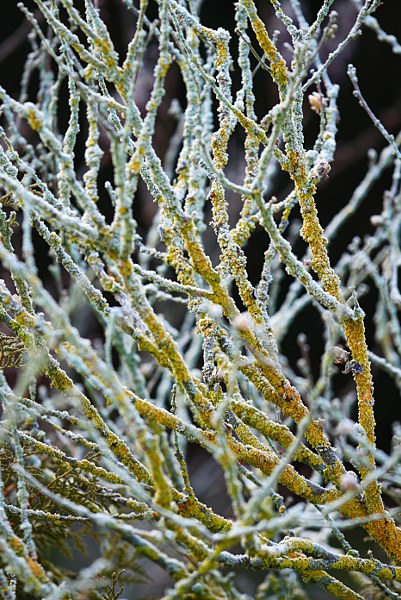 branches with frost of an old Hibiscus shrub