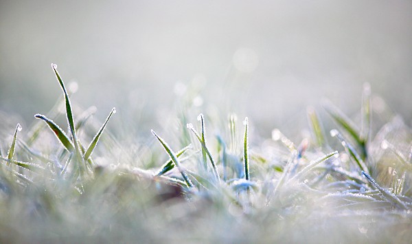 grasses with frost