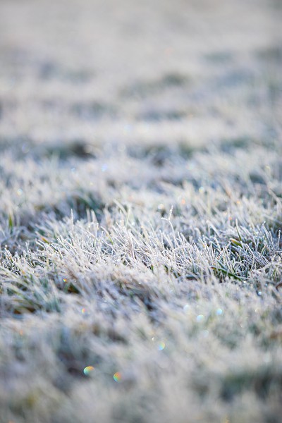 grass with frost