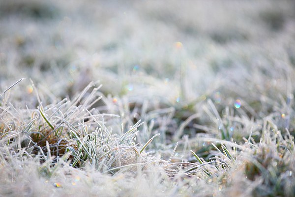 grass with frost