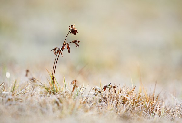 Reste einer Kleepflanze in einer Wiese mit Reif