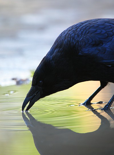 raven drinking water