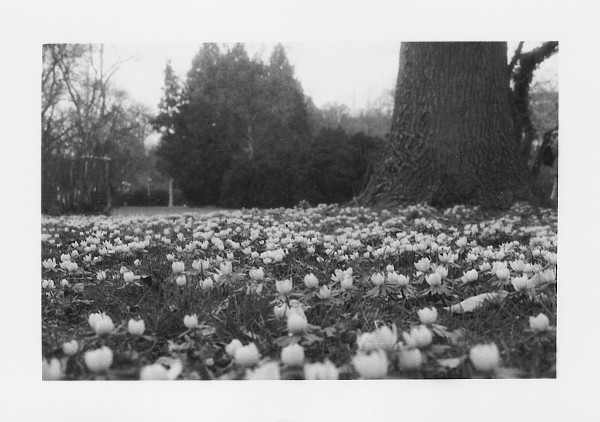 winter aconites in the old botanical garden of Tbingen, scan from black-and-white print