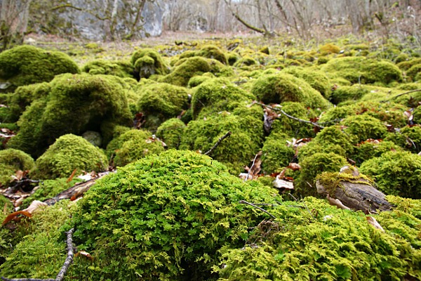 moss overgrown stones