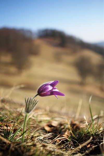 pasque flower (Pulsatilla vulgaris) with blurred landscape background