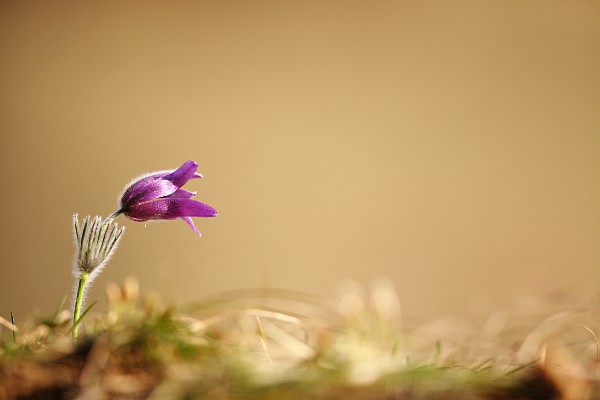 pasque flower (Pulsatilla vulgaris) with blurred background