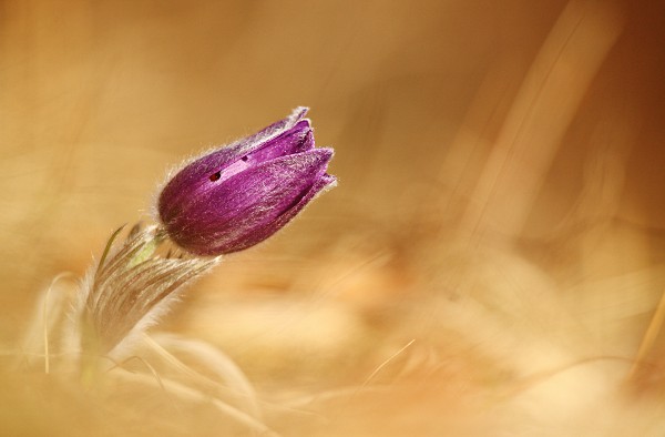 pasque flower (Pulsatilla vulgaris) with blurred background
