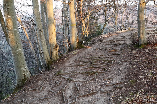 path over roots