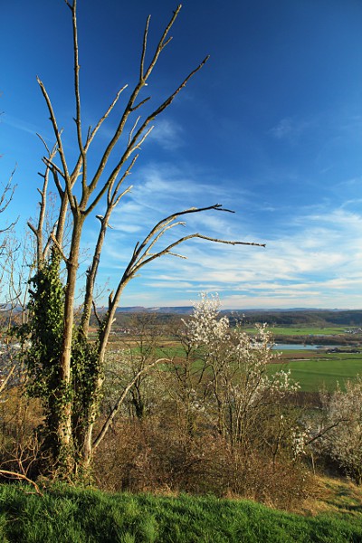 Kahler Baum und Blick ins Neckartal