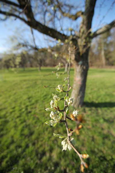 apple branch with buds