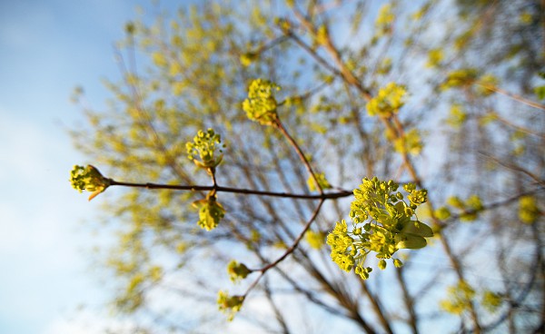 Norway maple in flower (Acer platanoides)