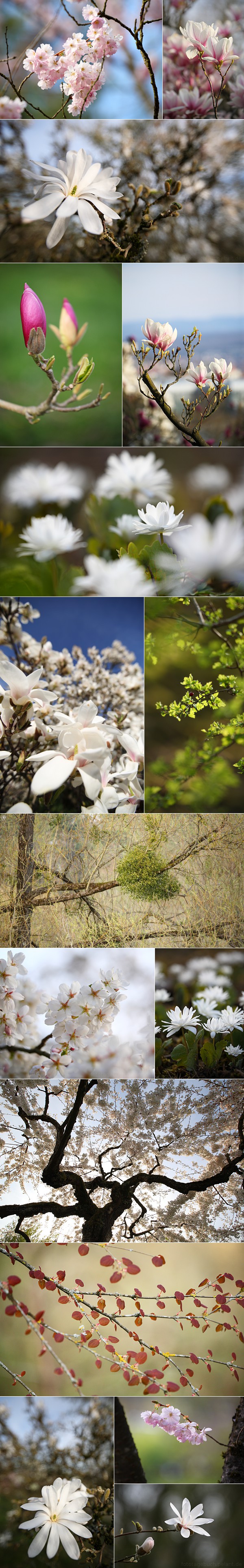 Bildzusammenstellung: Magnolien- und Zierkischblte im Botanischen Garten Tbingen