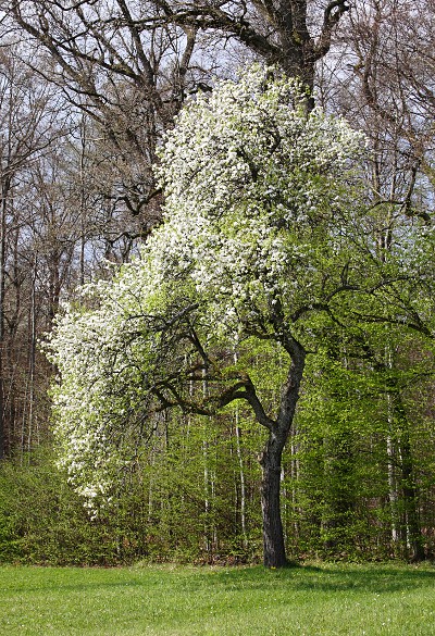 flowering pear tree at the edge of Schoenbuch forest