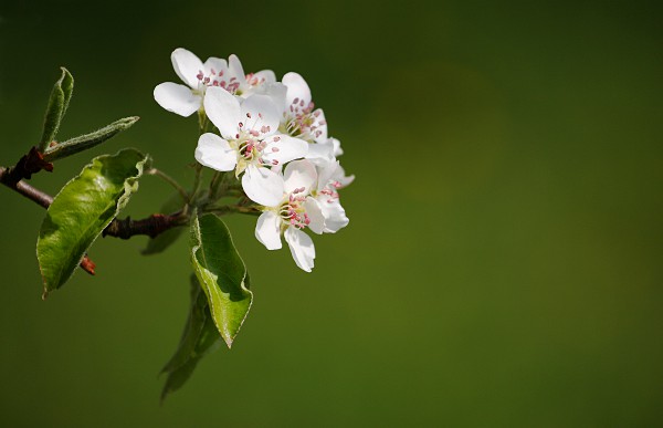 pear blossom with blurred green background
