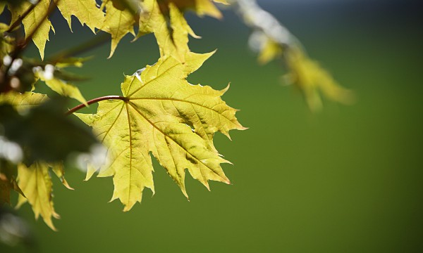 young Norway maple leaves in spring