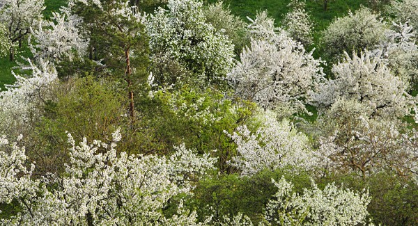 Blhende Streuobstwiesen am Grafenberg bei Kayh