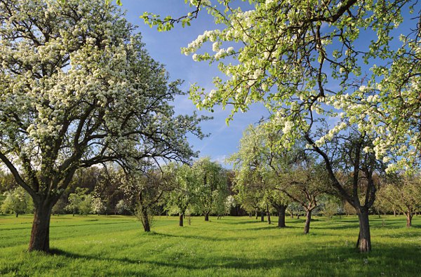 flowering pear trees