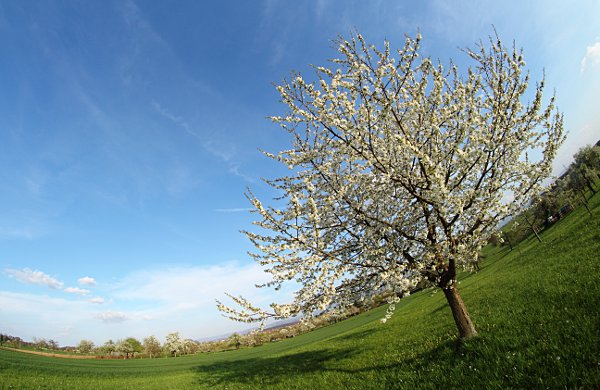 flowering cherry tree photographed with a fisheye lens