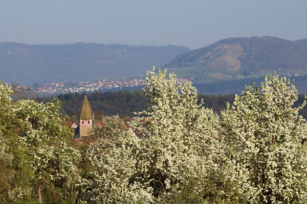 church tower of Walddorf between flowering pear trees