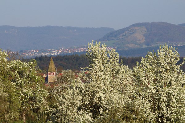 der Kirchturm von Walddorf zwischen blhenden Birnbumen, dahinter Kohlberg am Fue des Jusi