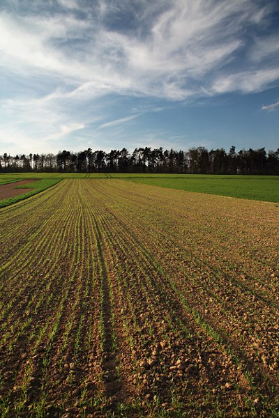 fields at the edge of Schnbuch forest