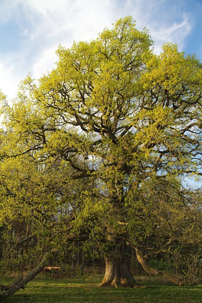 Sulzeiche - old oak tree
