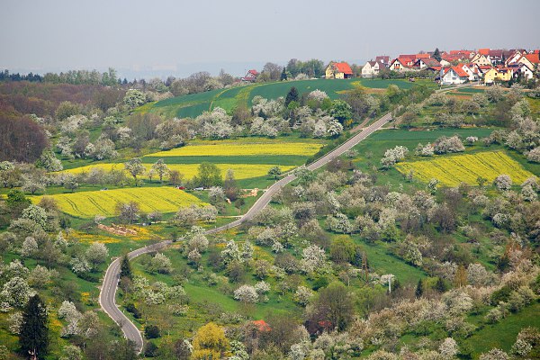 road to Kappishusern between flowering fruit trees and canola fields