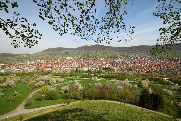 view of Dettingen and flowering fruit trees from Calverbhl in spring