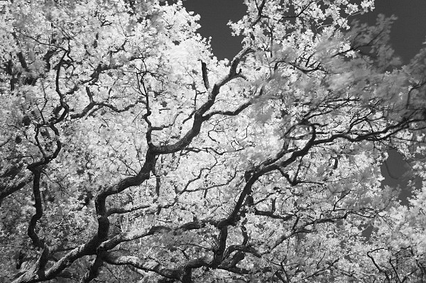 branches of an old oak tree (infrared)