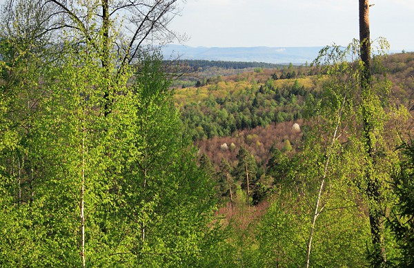 view of Schnbuch forest in spring
