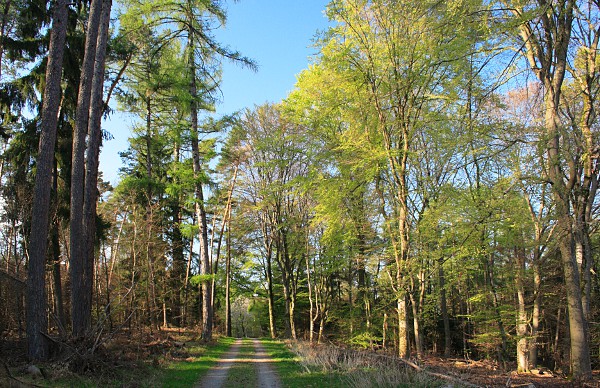 spring forest track