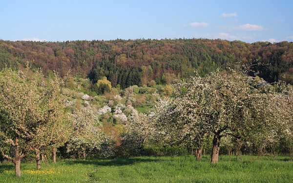 Fruit tree flower at the edge of Schnbuch forest