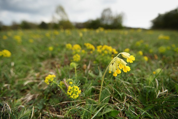 common cowslip and cypress spurge
