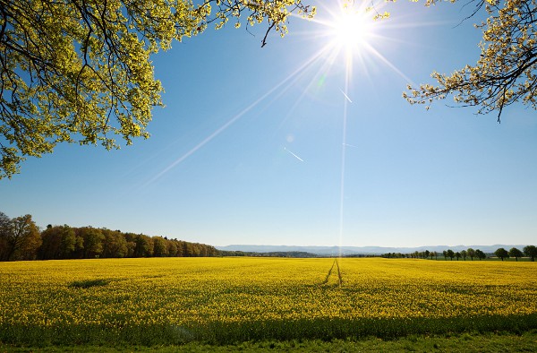Blhendes Rapsfeld bei Einsiedel am Schnbuchrand mit Sonne im Bild, blauer Himmel